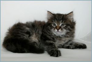 Male Siberian Kitten from Deedlebug Siberians